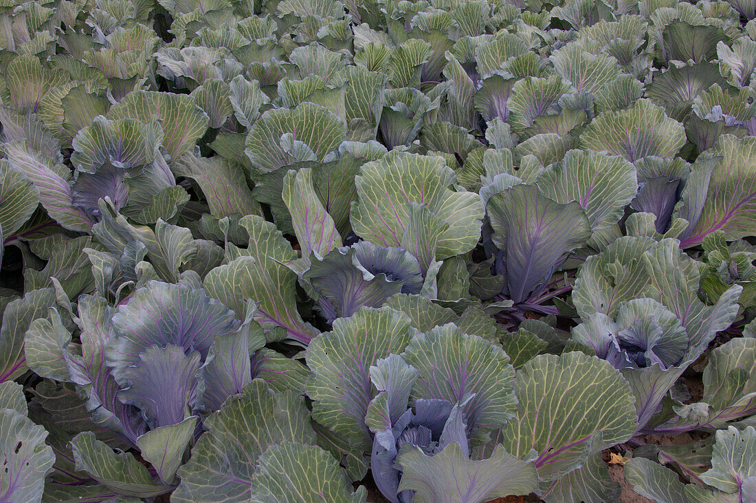 Rotkohl, Brassica oleracea var. capitala f. rubra, Kohlköpfe, Dithmarschen, Schleswig-Holstein, Deutschland