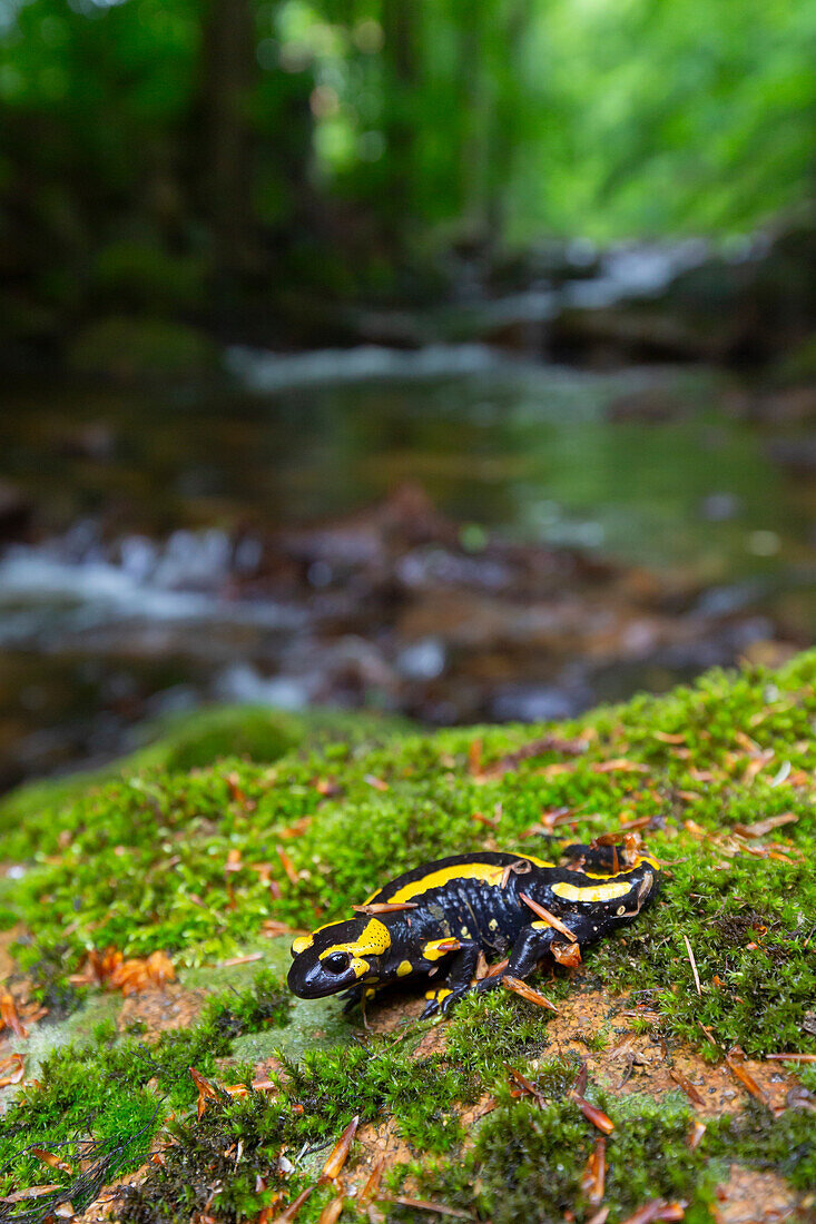  Fire salamander, Salamandra salamandra, Harz National Park, Saxony-Anhalt, Germany 