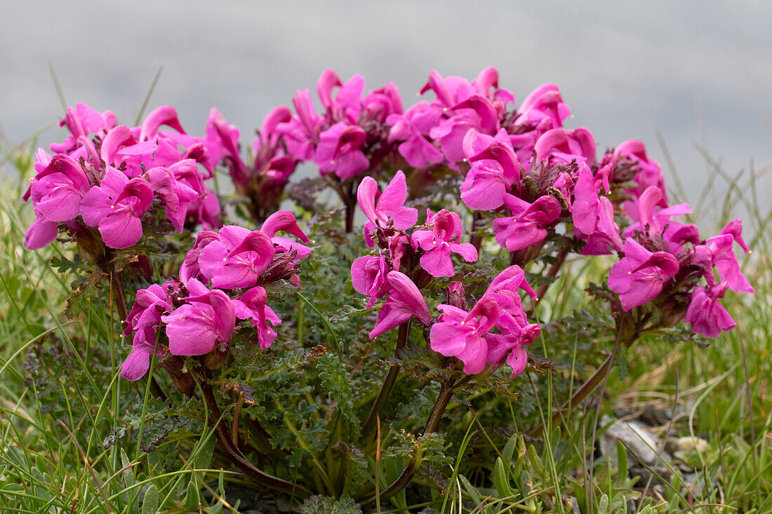  Headed Lousewort, Pedicularis rostratocapitata, flowering, Hohe Tauern National Park, Carinthia, Austria 