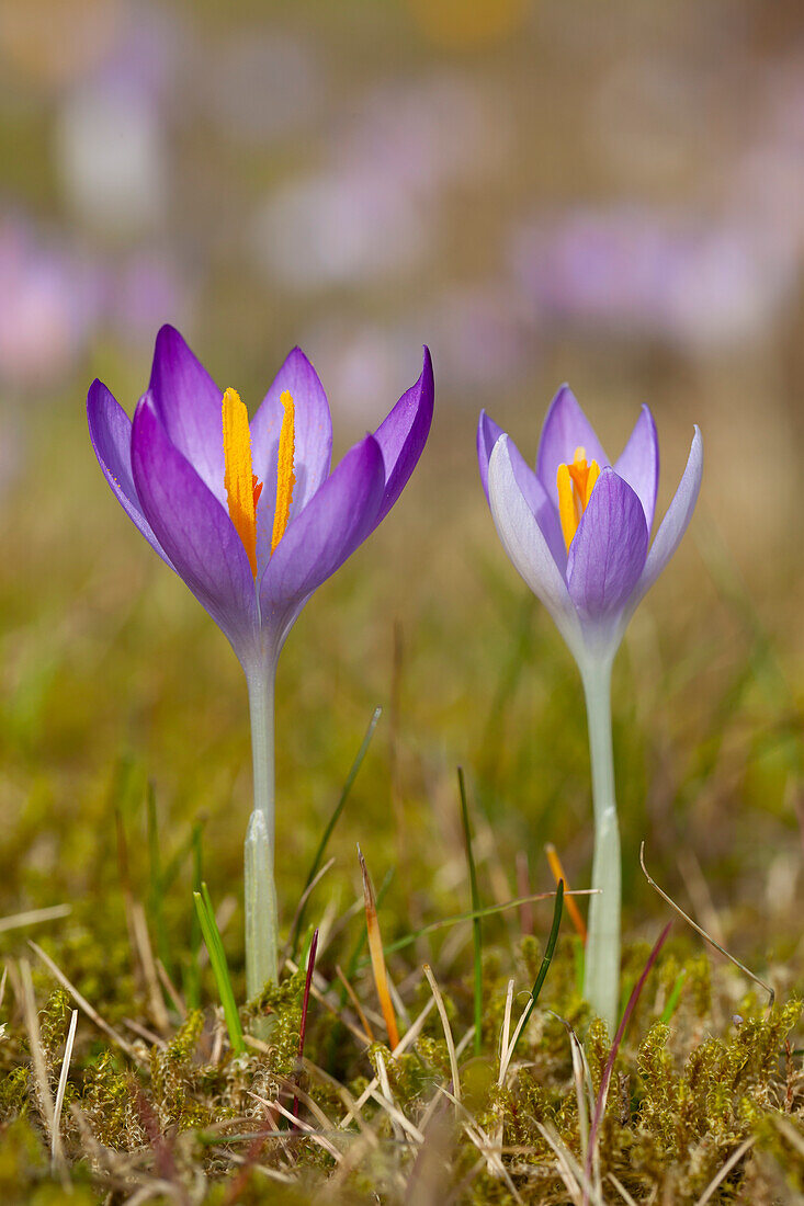  Crocus, Crocus speciosus, crocuses blooming in the lawn, spring, Schleswig-Holstein, Germany 