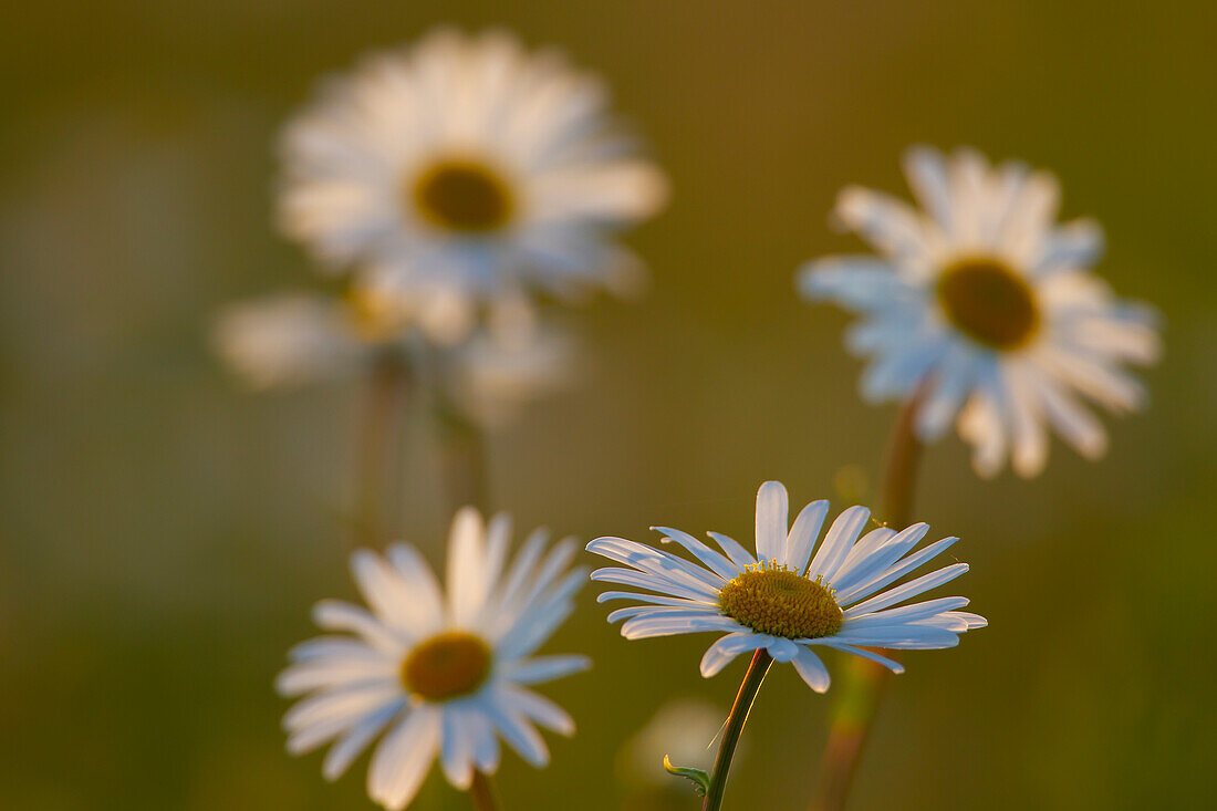  Daisy, Common Daisy, Leucanthemum vulgare, Chrysanthemum leucanthemum, blooming, Mecklenburg-Western Pomerania, Germany 