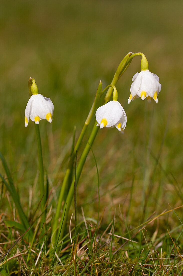  March snowflake, March snowflake, spring snowflake, snowflake, Leucojum vernum, flowering plants, Schleswig-Holstein, Germany 