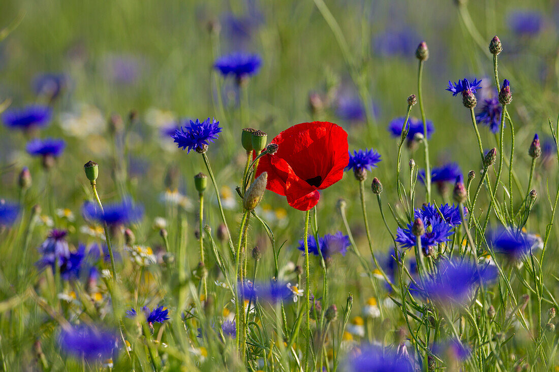  Corn poppy, Papaver rhoeas, and cornflower, Centaurea cyanus, Mecklenburg-Western Pomerania, Germany 