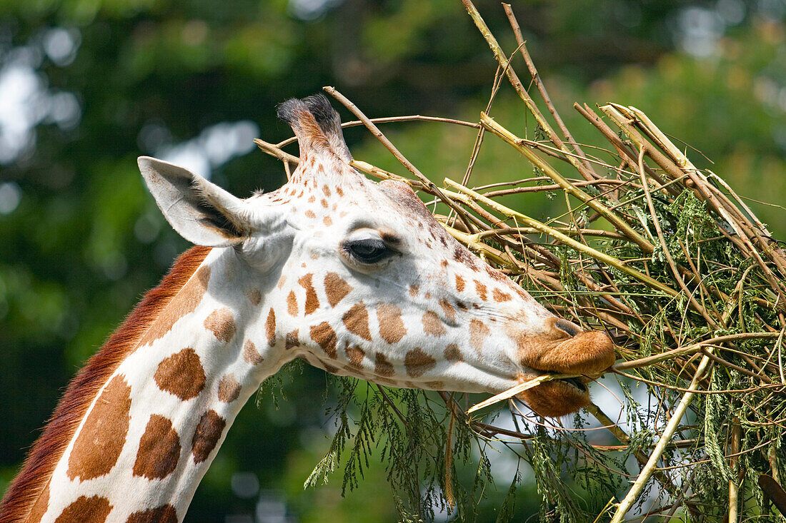 Close-up portrait of a giraffe (Giraffa camelopardalis) eating at  Kuala Lumpur Zoo. Kuala Lumpur, Malaysia.