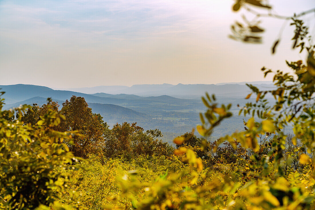  Panoramic view of the Virginia Blue Ridge Mountains from Skyline Drive in Shenandoah National Park, Virginia, USA 