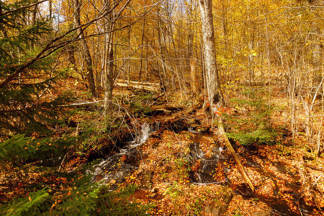 Laubwald und Wasserlauf am Whiteoak Canyon Trail im Shenandoah National Park, Virginia, USA