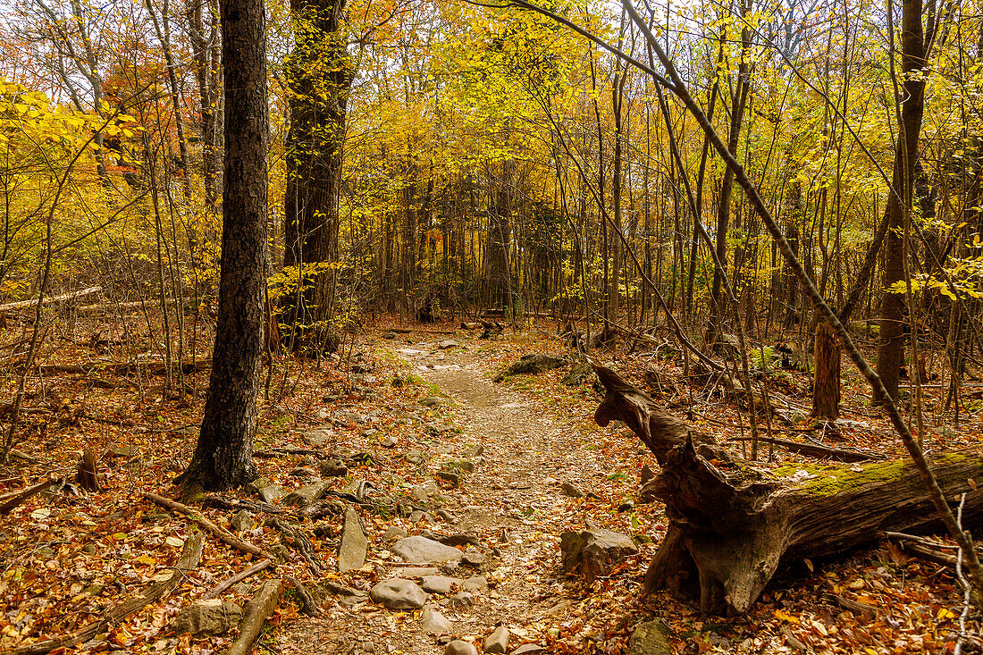 Whiteoak Canyon Trail im Shenandoah National Park, Virginia, USA