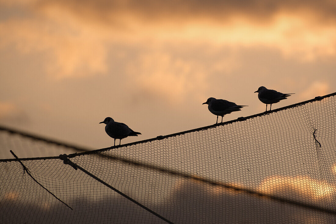  Detail of birds on a fishing net of the typical Trabocchi, Sottomarina, Chioggia, Veneto, Italy, Europe 