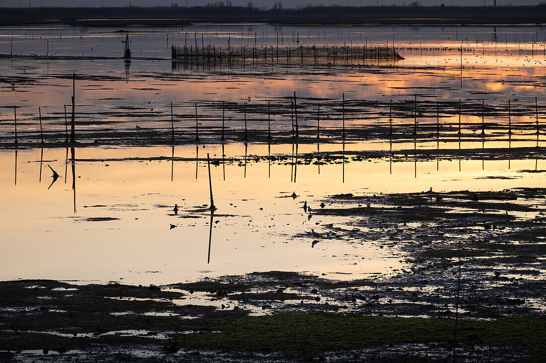  Image of the swamp landscape at sunset, Laguna di venetia, Chioggia, Veneto, Italy, Europe 