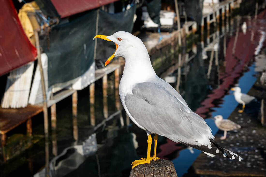 Detailaufnahme von einer Möwe, Silbermöwe (Larus argentatus), am Fischmarkt von Chioggia, Vena Kanal, Chioggia, Lagune, Venetien, Veneto, Italien, Europa