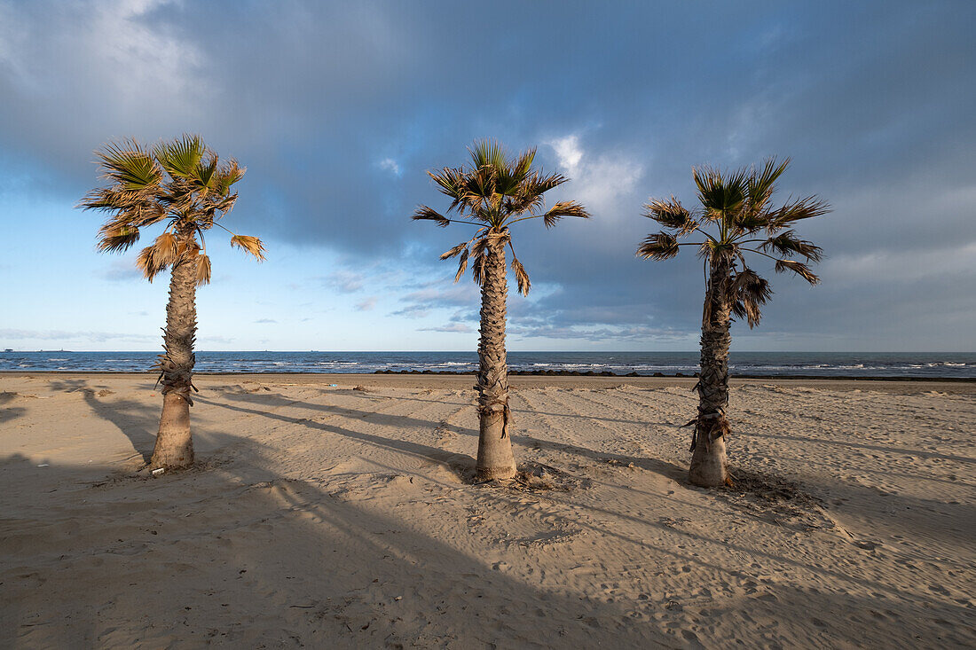  View of the palm beach of Sottomarina, Chioggia, Veneto, Italy, Europe 