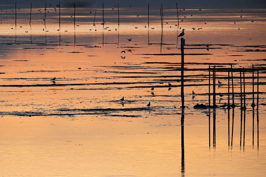 Bild von der Sumpflandschaft bei Sonnenuntergang, Lagune von Venedig, Chioggia, Veneto, Italien, Europa