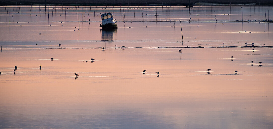  Image of the swamp landscape at sunset, in the foreground cavaliere d&#39;italia, stilt walker, laguna di venetia, Chioggia, Veneto, Italy, Europe 