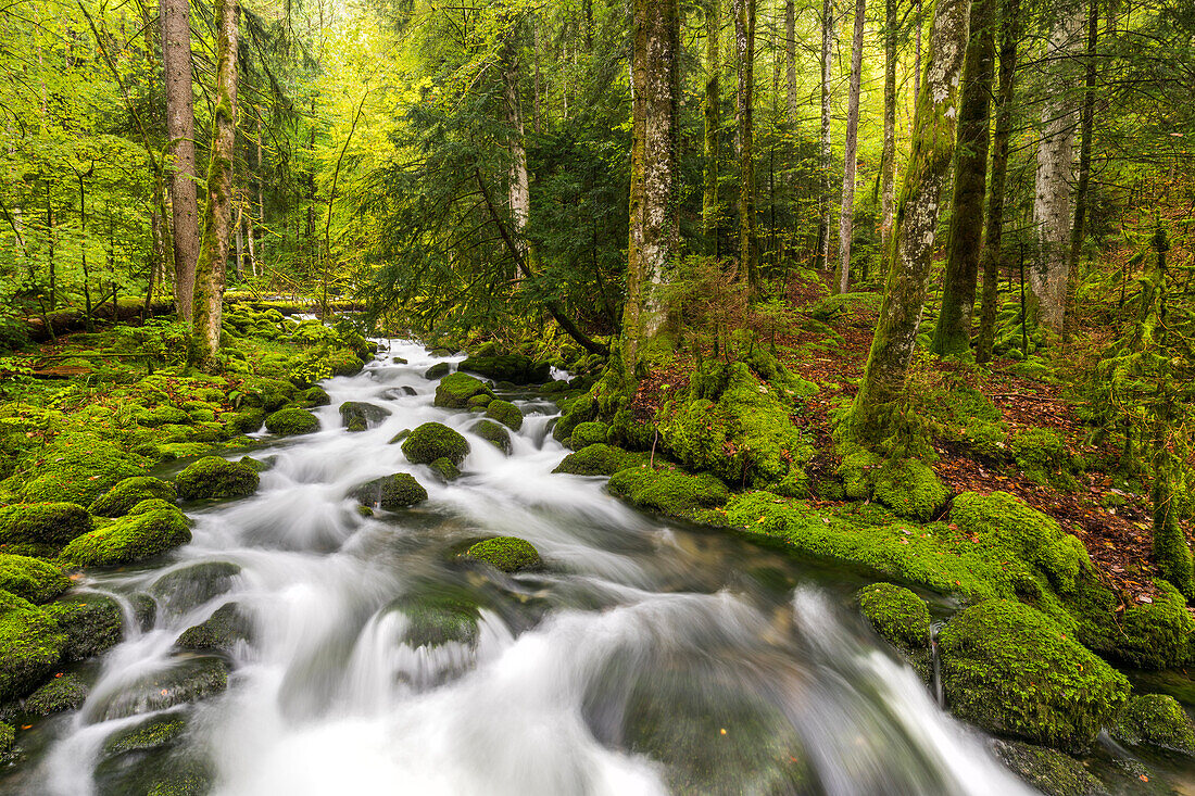 moosbedeckte Steine, Zufluss der Orbe, Vallorbe, Waadt, Schweiz