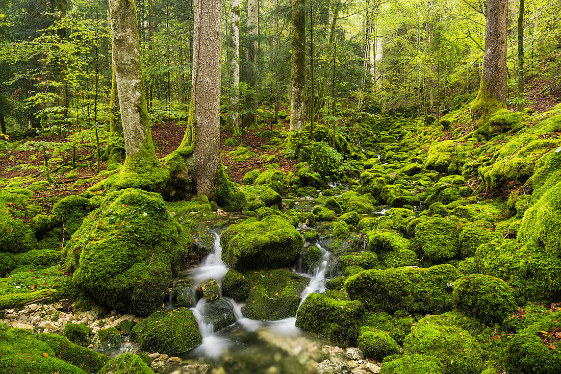  moss-covered stones, tributary of the Orbe, Vallorbe, Vaud, Switzerland 