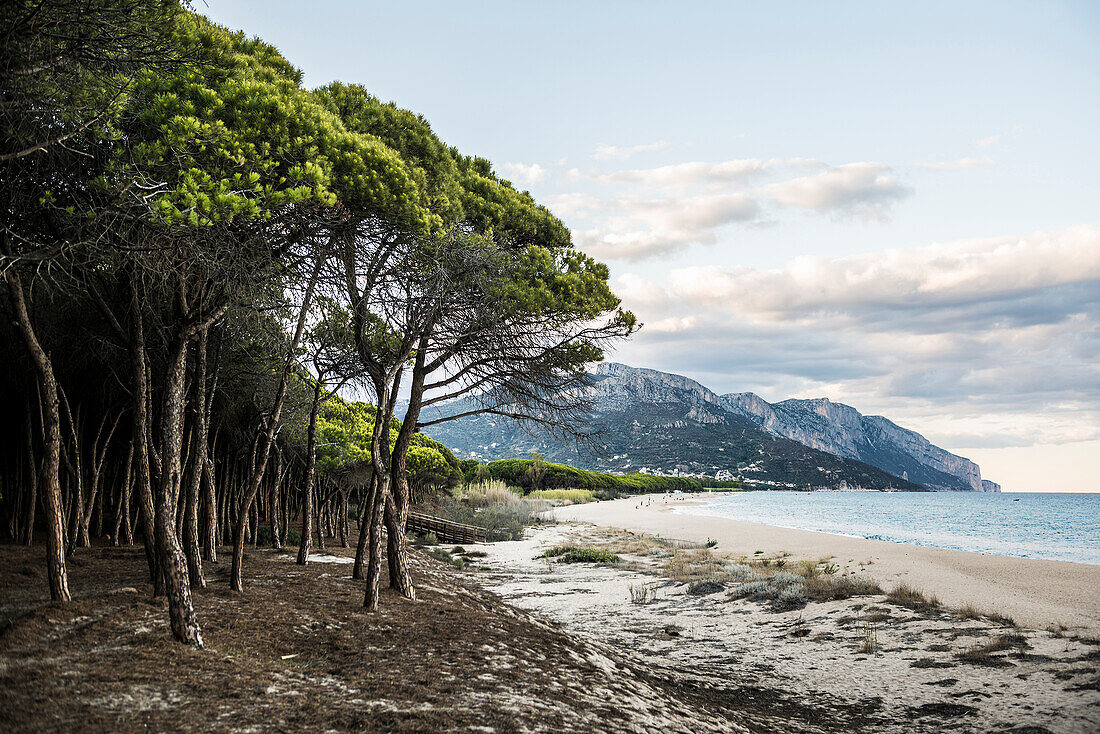 Einsamer Sandstrand und Pinienwald, Spiaggia di Isula Manna,  Maria Navarrese, Nationalpark Golf von Orosei, Baunei, Nuoro, Sardinien, Italien