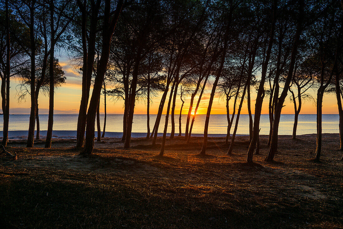  Lonely sandy beach and pine forest, Spiaggia di Isula Manna, sunrise, Santa Maria Navarrese, Gulf of Orosei National Park, Baunei, Nuoro, Sardinia, Italy 