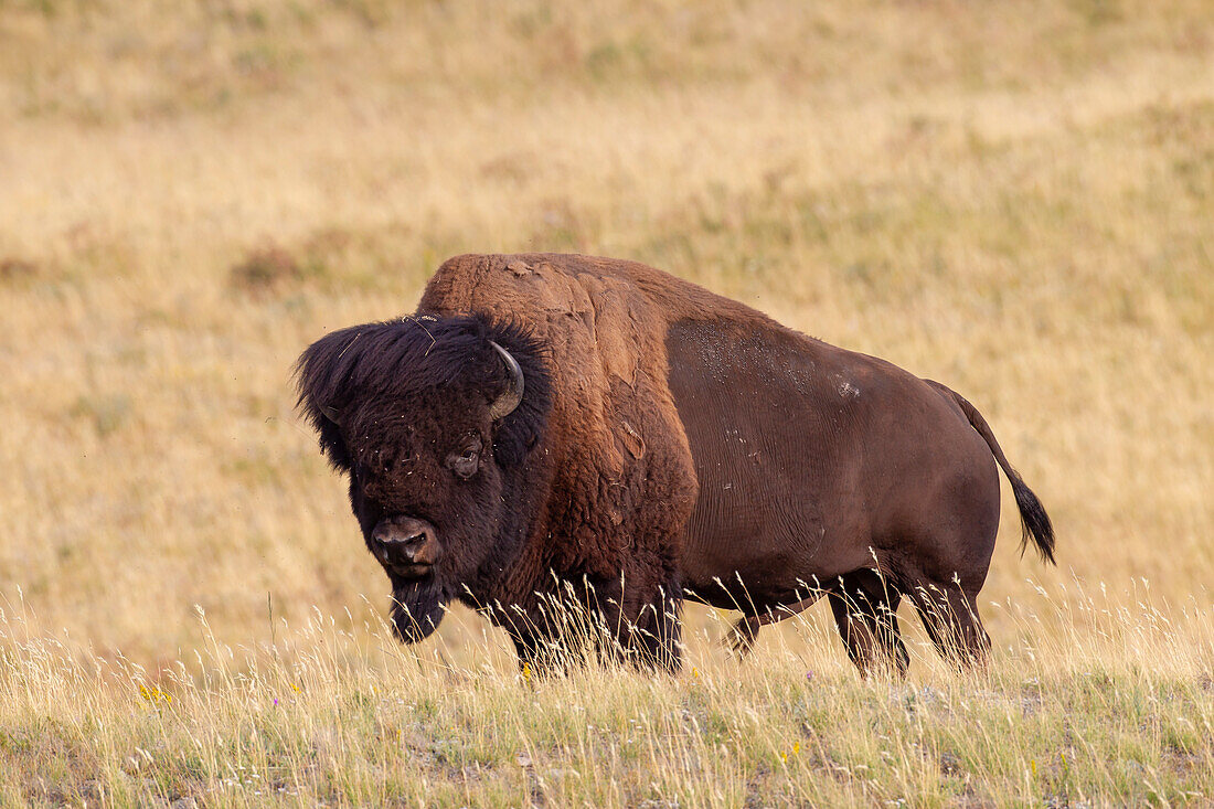  Bison, Bison bison, bull, Waterton Lakes National Park, Alberta, Canada 