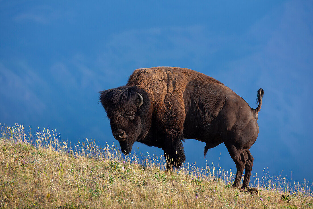  Bison, Bison bison, bull, Waterton Lakes National Park, Alberta, Canada 