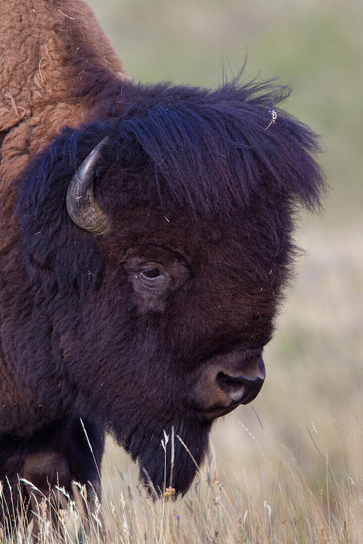  Bison, Bison bison, portrait of a bull, Waterton Lakes National Park, Alberta, Canada 