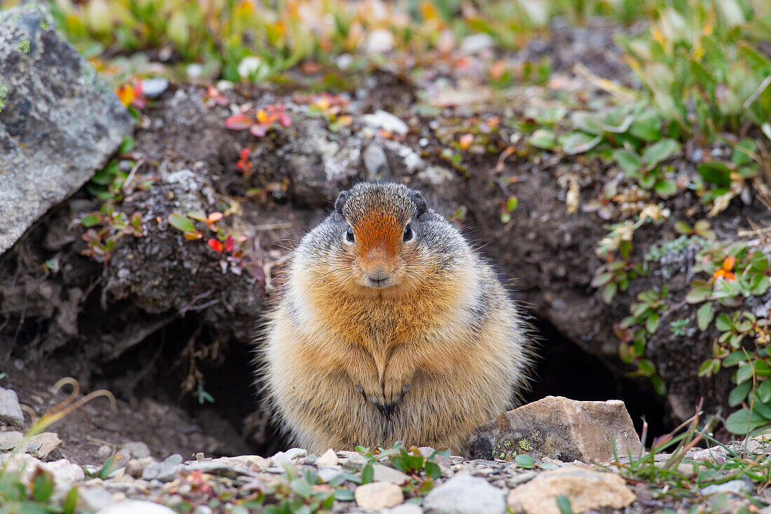  Columbia ground squirrel, Urocitellus columbianus, Spermophilus columbianus, adult at burrow, Jasper National Park, Alberta, Canada 