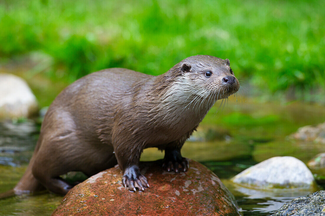 Europäischer Fischotter, (Lutra lutra), Alttier auf Fels, Mecklenburg-Vorpommern, Deutschland