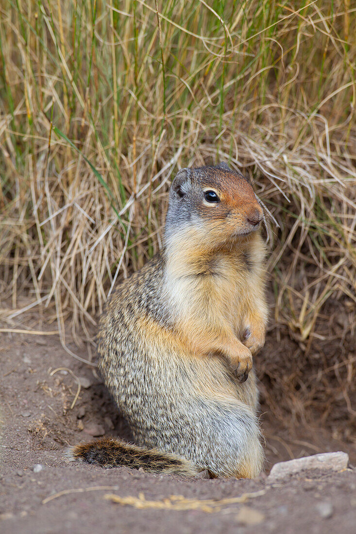  Columbia ground squirrel, Urocitellus columbianus, Spermophilus columbianus, adult, Jasper National Park, Alberta, Canada 