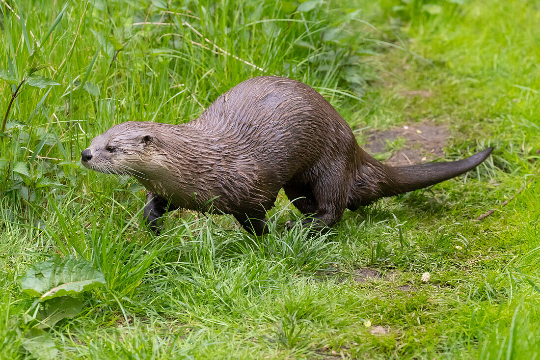  European otter, Lutra lutra, adult otter in motion, Mecklenburg-Western Pomerania, Germany 