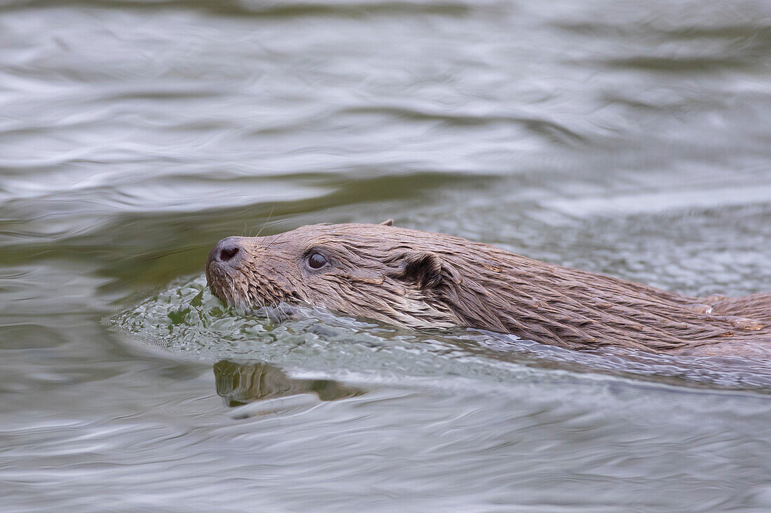 Europäischer Fischotter, (Lutra lutra), schwimmender Otter, Mecklenburg-Vorpommern, Deutschland