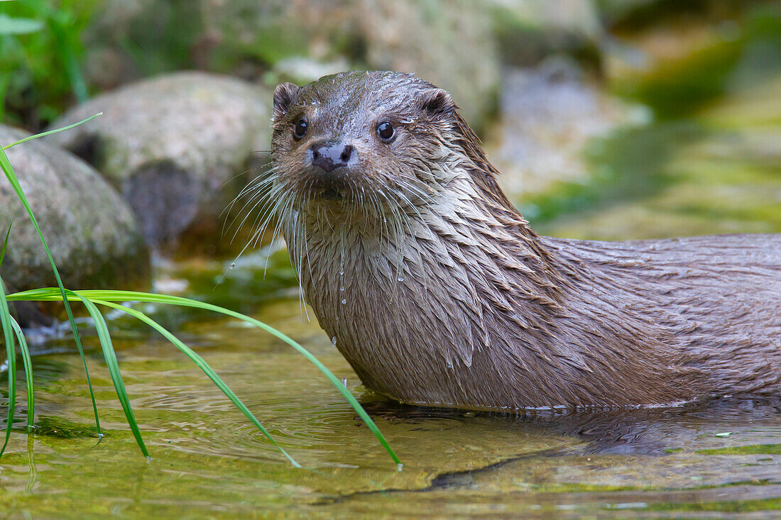 Europaeischer Fischotter, Lutra lutra, Portraet, Mecklenburg-Vorpommern, Deutschland