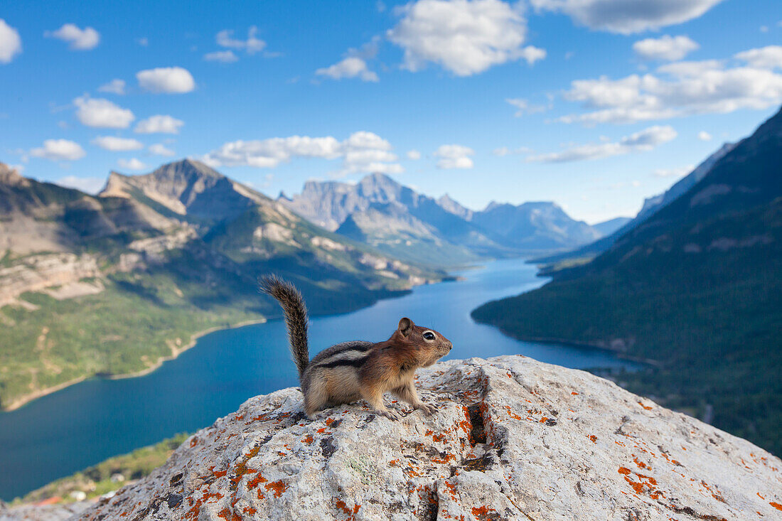  Golden-mantled ground squirrel, Spermophilus lateralis, adult ground squirrel, Waterton Lakes National Park, Alberta, Canada 