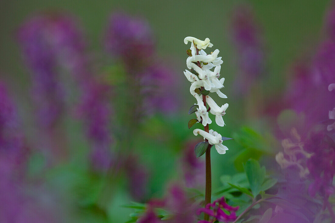  Hollow larkspur, Corydalis cava, flowering, spring, Mecklenburg-Western Pomerania, Germany 