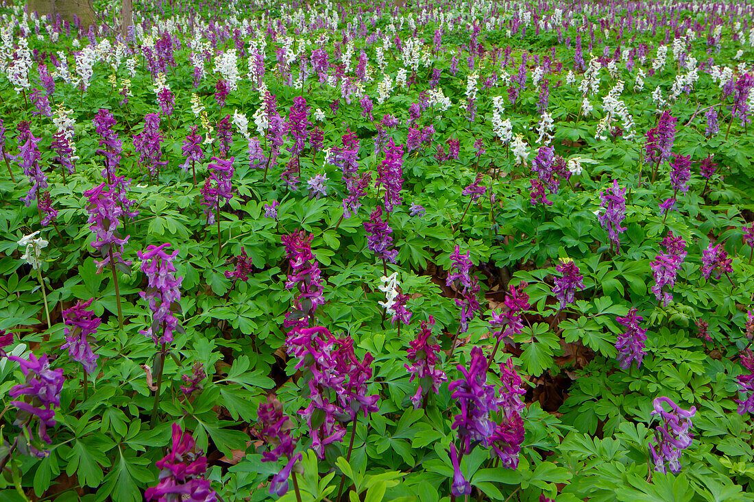 Hohler Lerchensporn (Corydalis cava), blühend, Frühling, Mecklenburg-Vorpommern, Deutschland