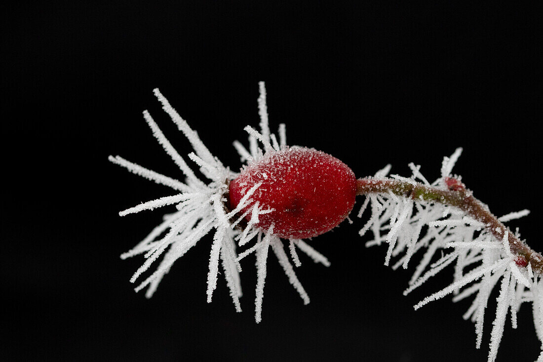  Dog rose, Rosa canina, hoarfrost on the fruit, Schleswig-Holstein, Germany 