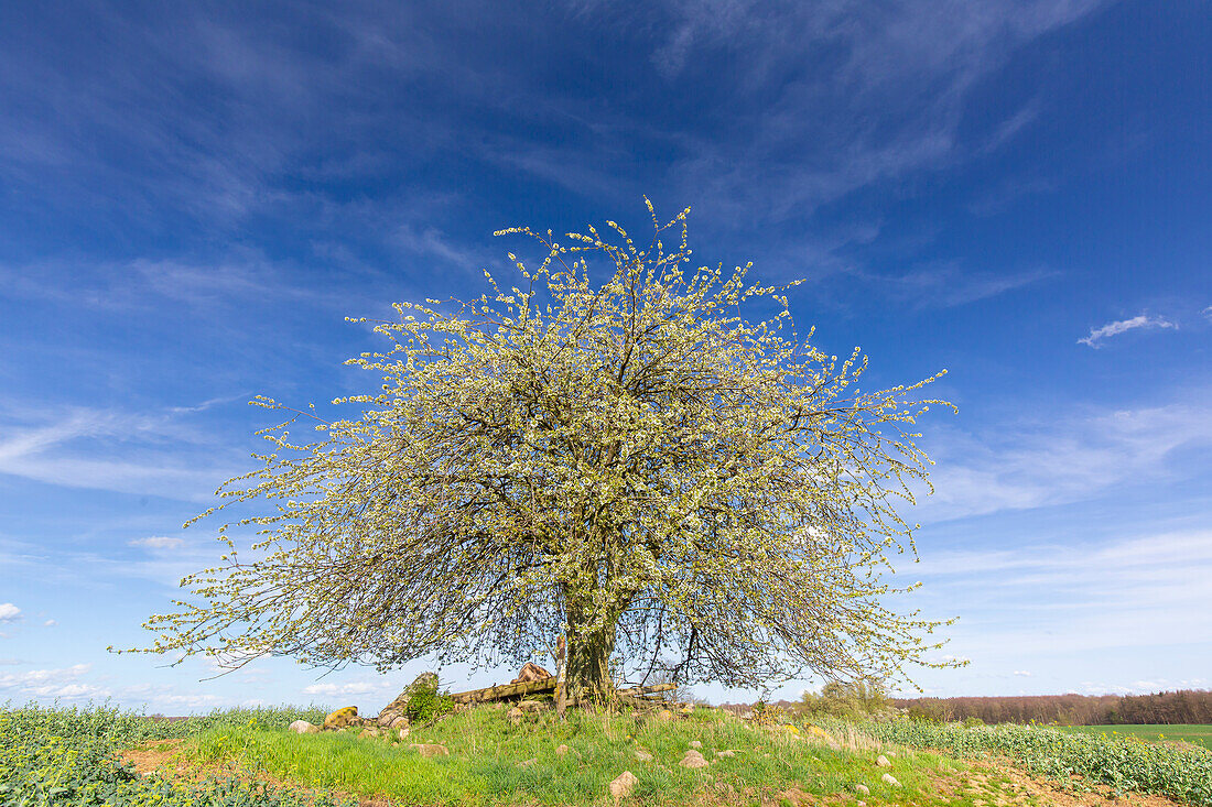 Einzelner blühender Kirschbaum, (Prunus avium), Mecklenburg-Vorpommern, Deutschland