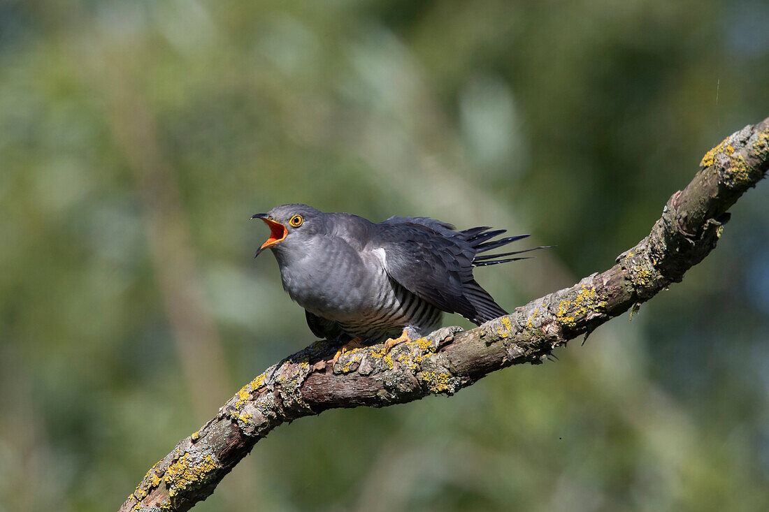 Kuckuck (Cuculus canorus), adultes Männchen sitzt auf einem Zweig, graue Farbvariante, Mecklenburg-Vorpommern, Deutschland