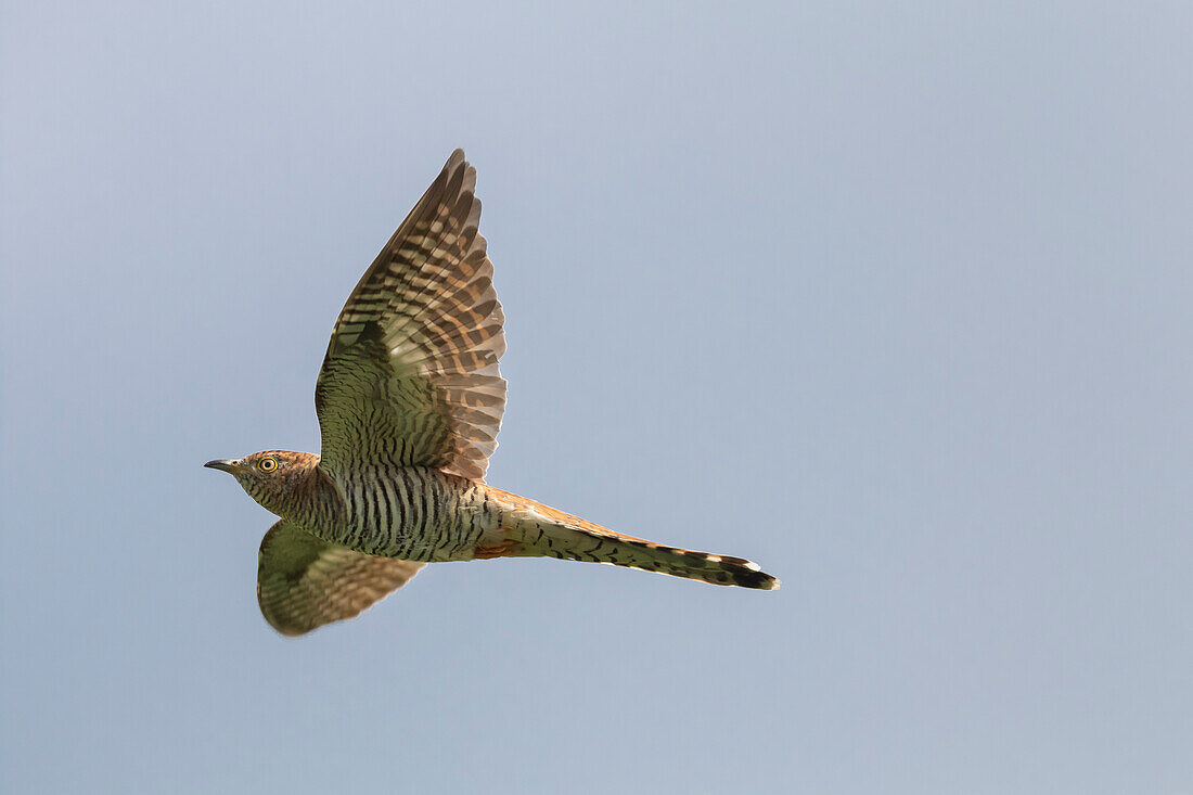 Kuckuck (Cuculus canorus), adultes Weibchen im Flug, graue Farbvariante, Mecklenburg-Vorpommern, Deutschland