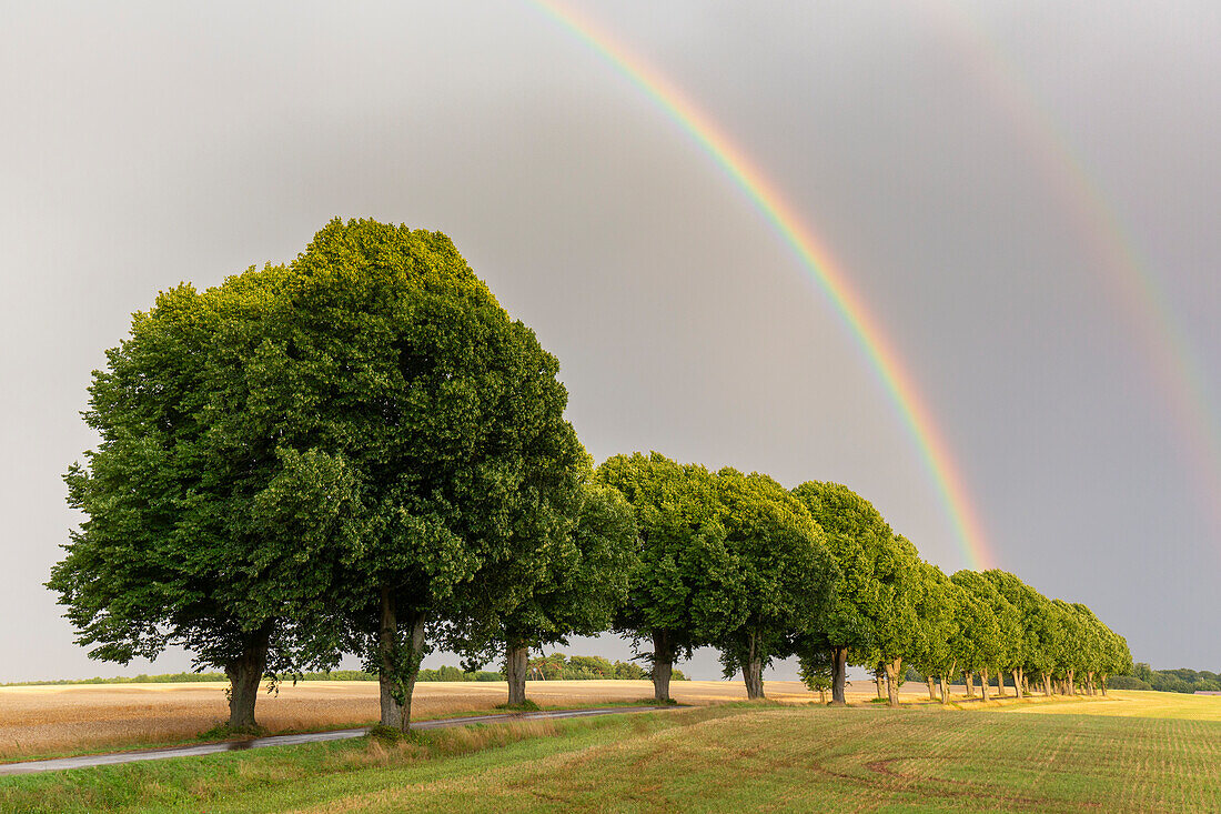  Silver Linden, Tilia tomentosa, Avenue and Rainbow, Scania Province, Sweden 