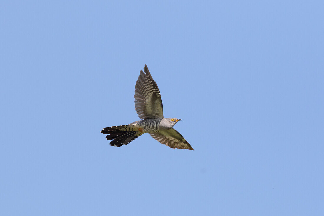  Cuckoo, Cuculus canorus, adult male in flight, grey color variant, Mecklenburg-Western Pomerania, Germany 