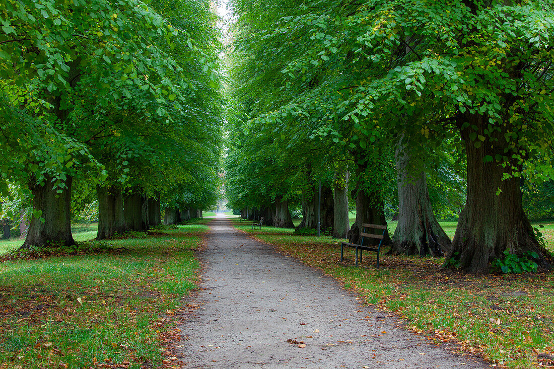 Lindenallee im Park, (Tilia sp.), Allee im Herbst, Mecklenburg-Vorpommern, Deutschland