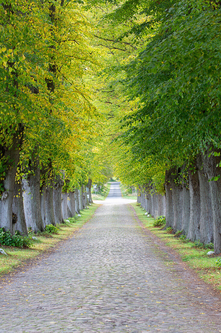  Winderlinde, Tilia cordata, avenue, autumn, Schleswig-Holstein, Germany 