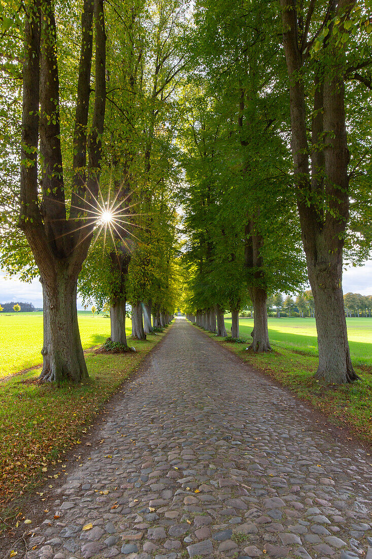 Winderlinde, (Tilia cordata), Allee im Herbst, Schleswig-Holstein, Deutschland