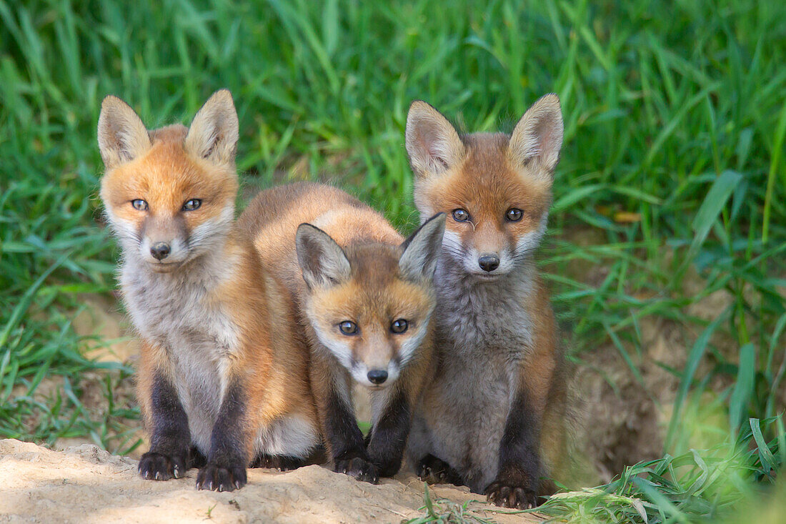  Red fox, Vulpes vulpes, pups at the den, spring, Schleswig-Holstein, Germany 