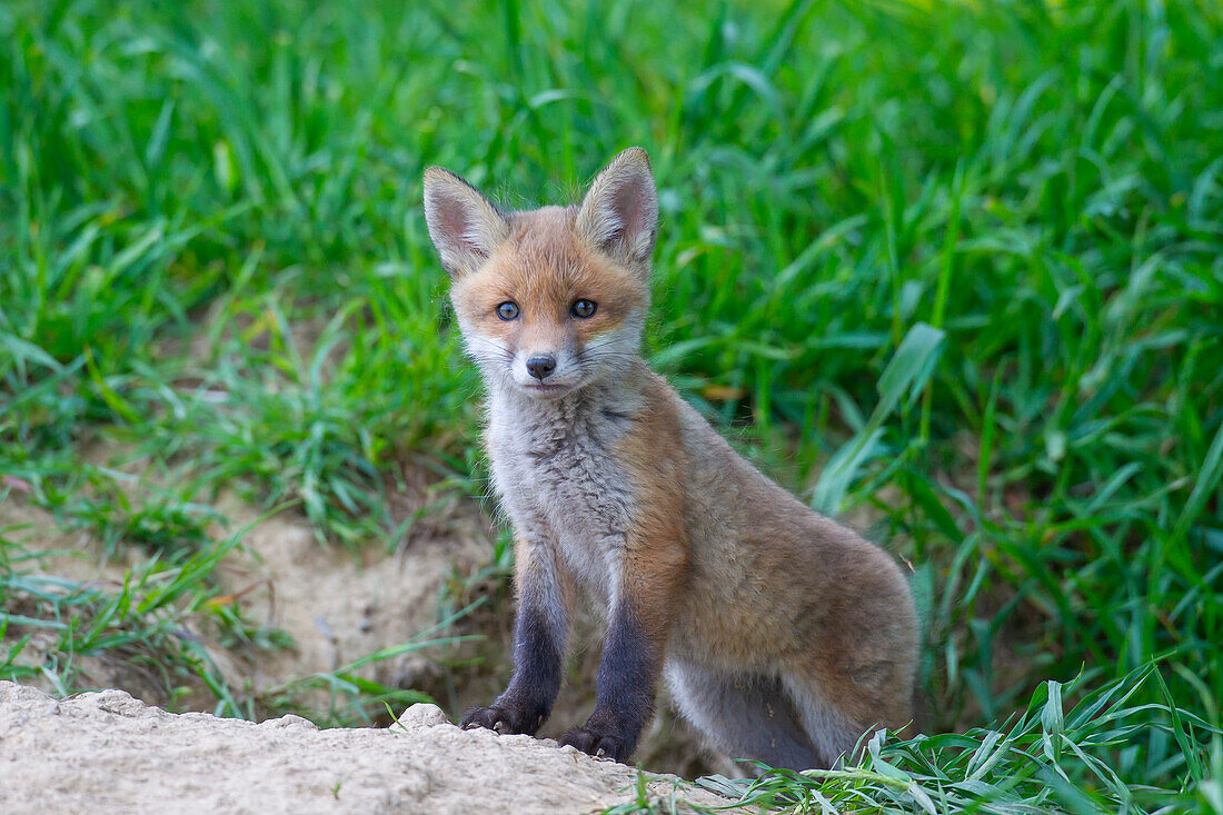 Junger Rotfuchs, (Vulpes vulpes), Welpe in der Wiese vor dem Bau, Schleswig-Holstein, Deutschland