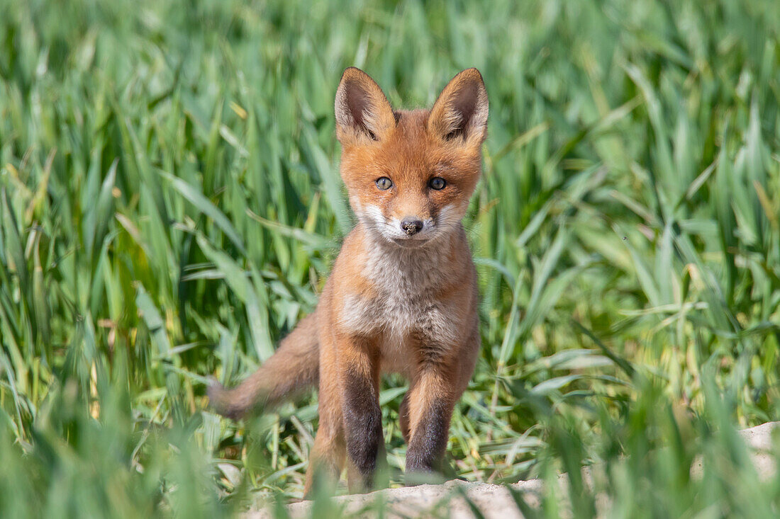 Junger Rotfuchs, (Vulpes vulpes), Welpe im Feld, Schleswig-Holstein, Deutschland