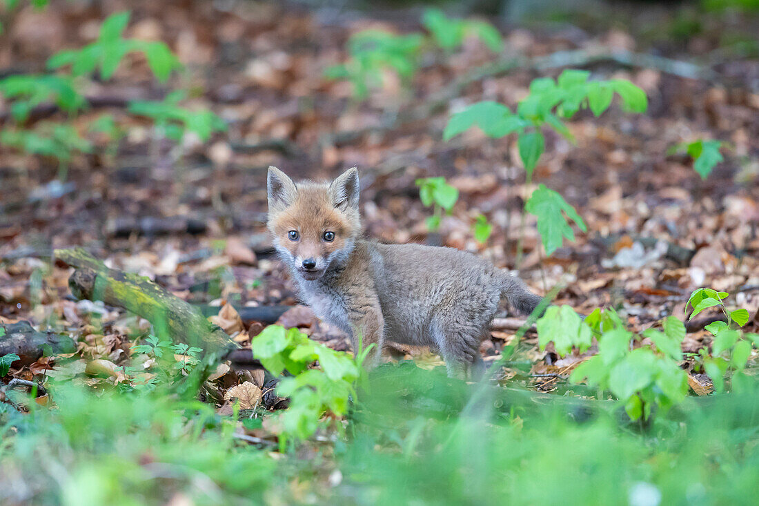  Red fox, Vulpes vulpes, pup, spring, Schleswig-Holstein, Germany 