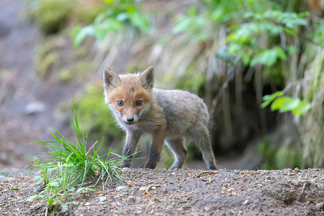 Junger Rotfuchs, (Vulpes vulpes), Welpe, im Wald, Schleswig-Holstein, Deutschland