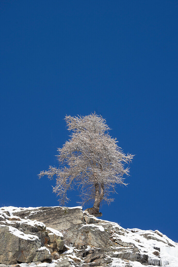 Europäische Lärche, (Larix decidua), einzelner Baum im Raureif, Nationalpark Gran Paradiso, Aostatal, Turin, Italien