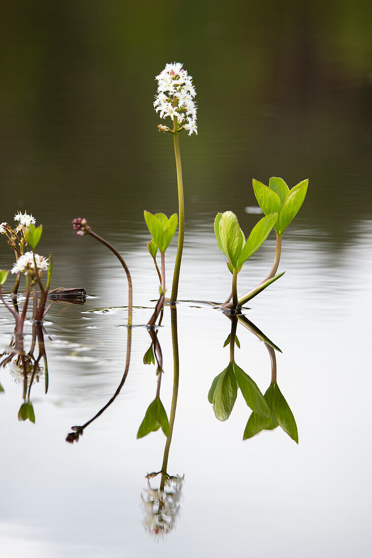  Bogbean, Menyanthes trifoliata, inflorescence, Vaermland, Sweden 