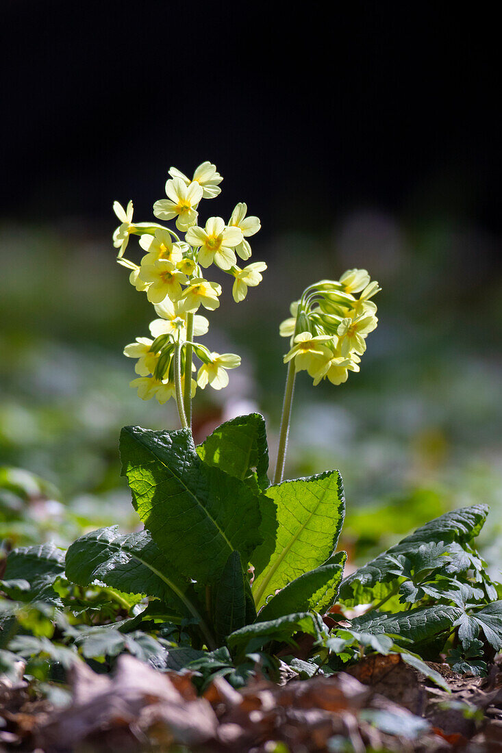  High primrose, forest primrose, Primula elatior, blooming, Schleswig-Holstein, Germany 